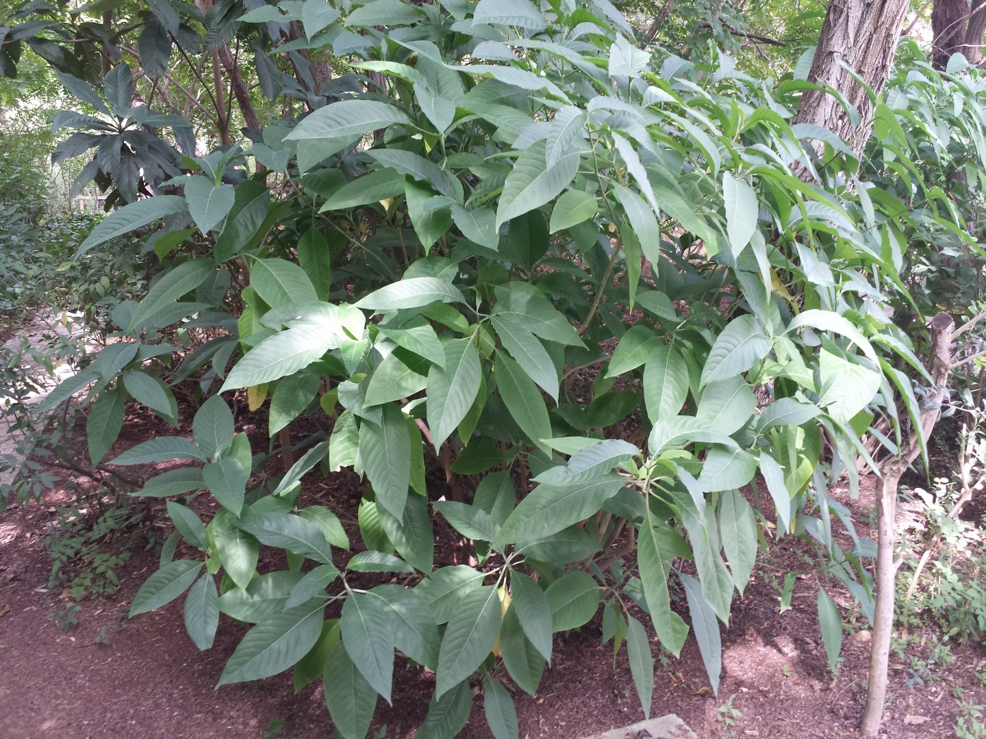 Diomedes's Botanical Garden