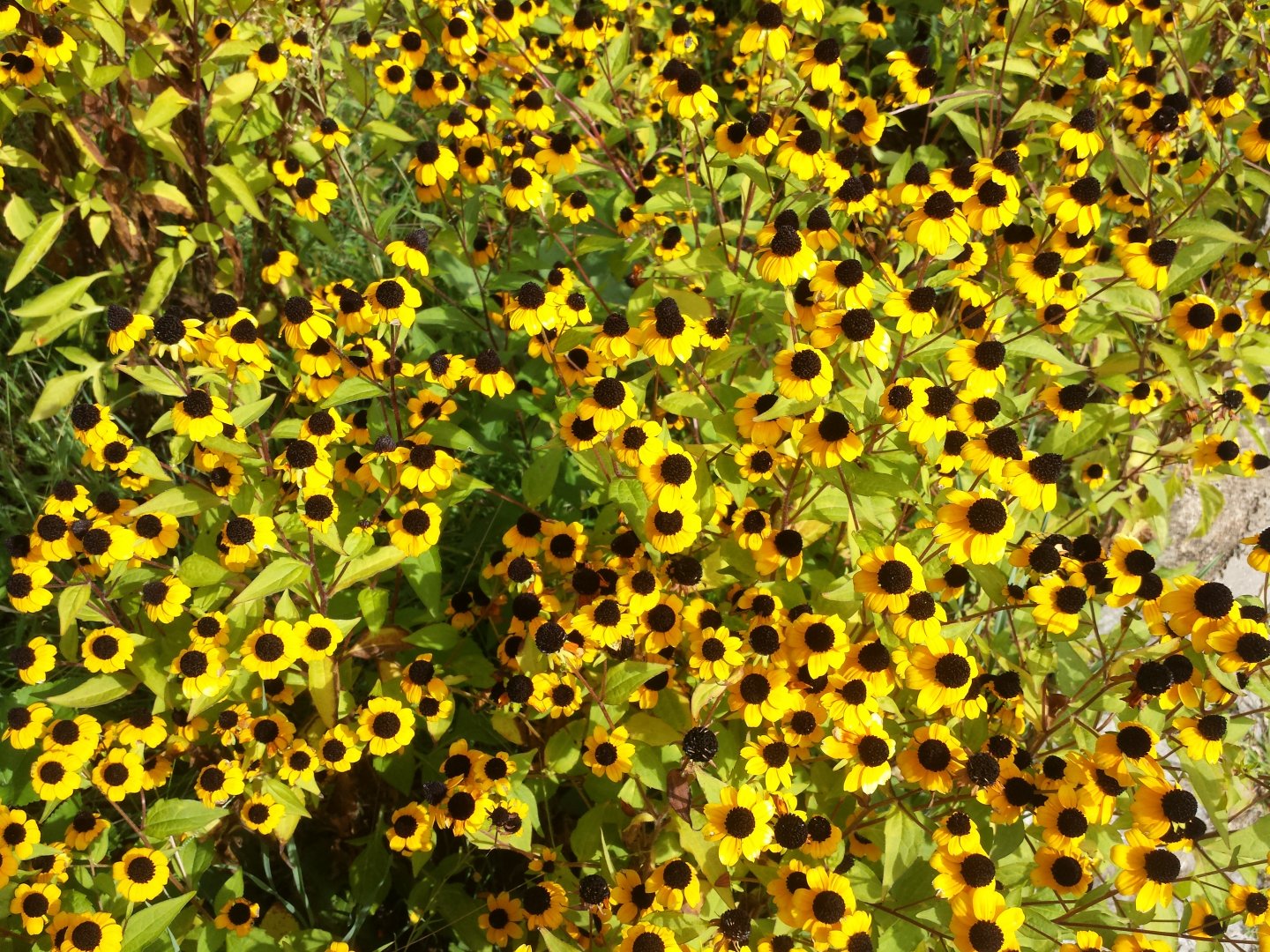 Diomedes's Botanical Garden