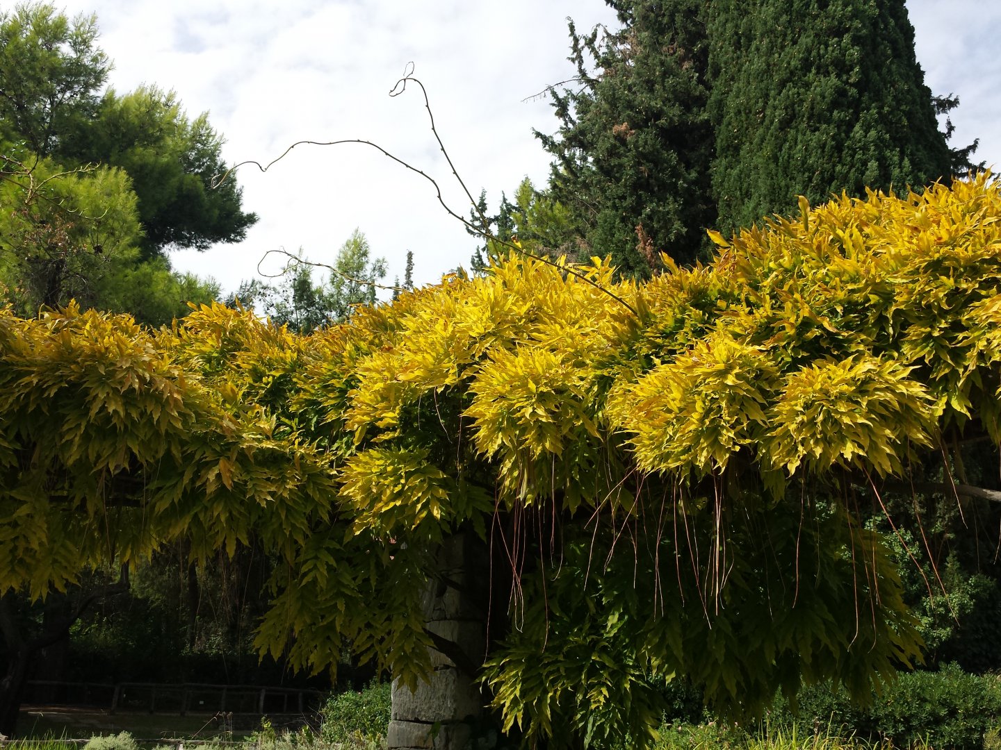 Diomedes's Botanical Garden