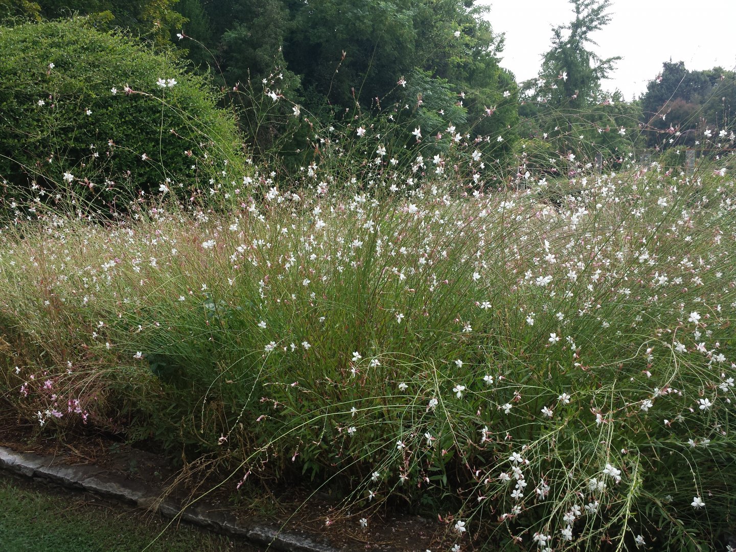 Diomedes's Botanical Garden