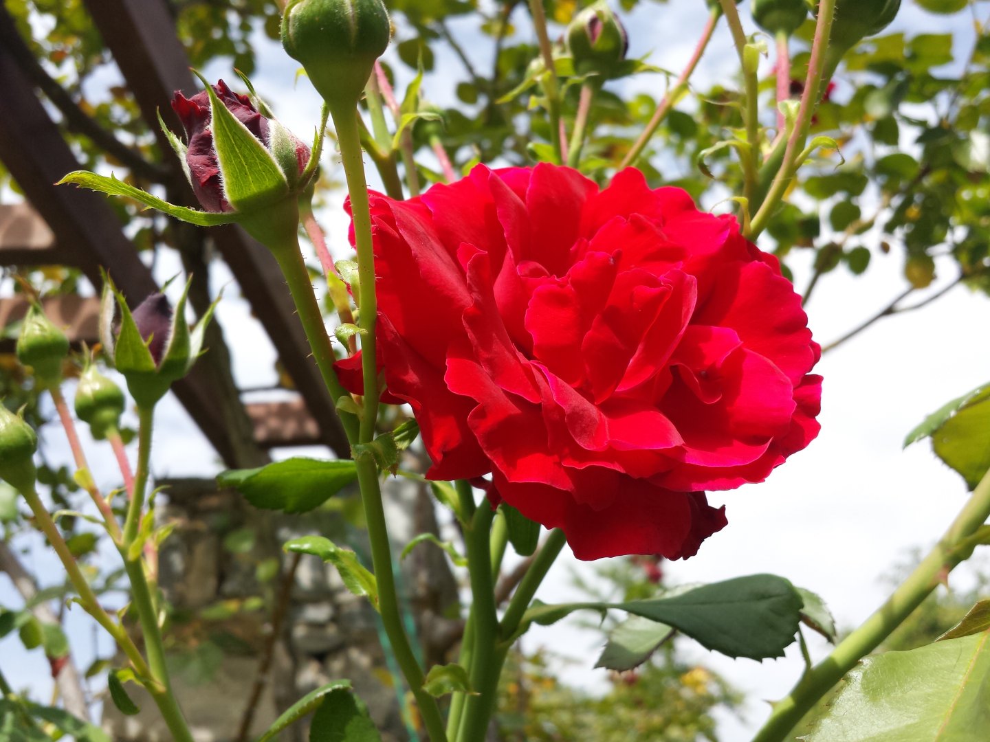 Diomedes's Botanical Garden