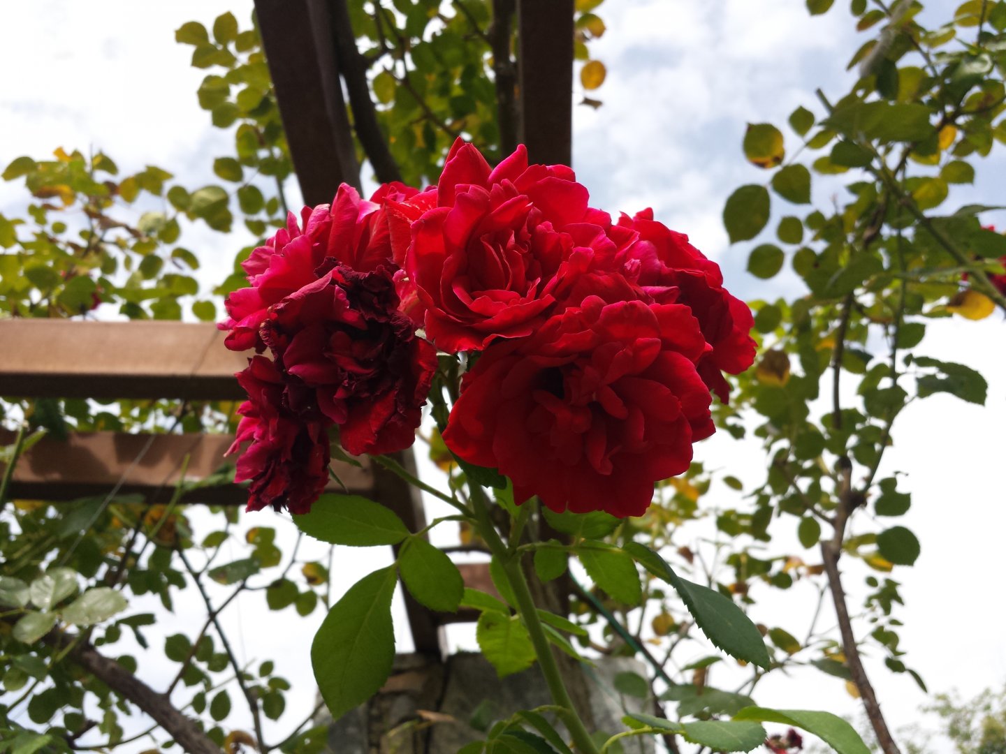 Diomedes's Botanical Garden