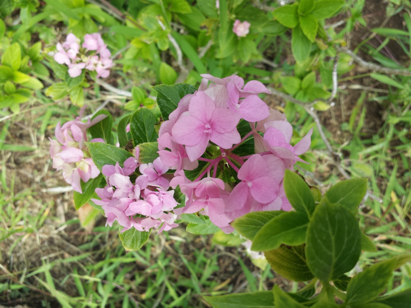 Diomedes's Botanical Garden