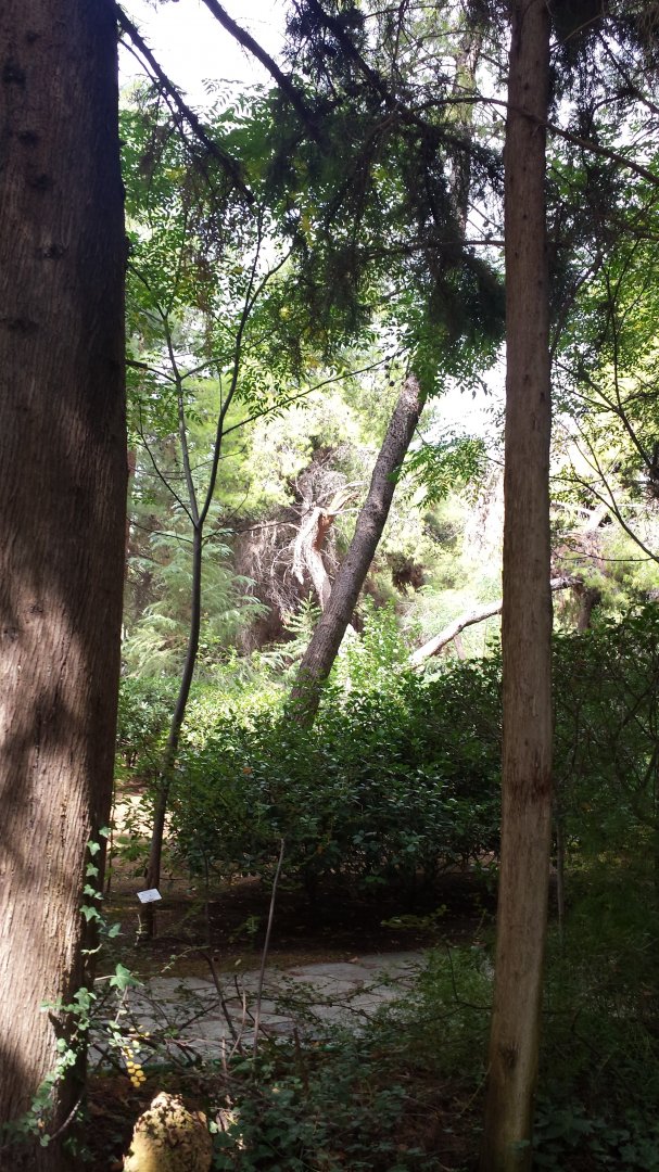 Diomedes's Botanical Garden