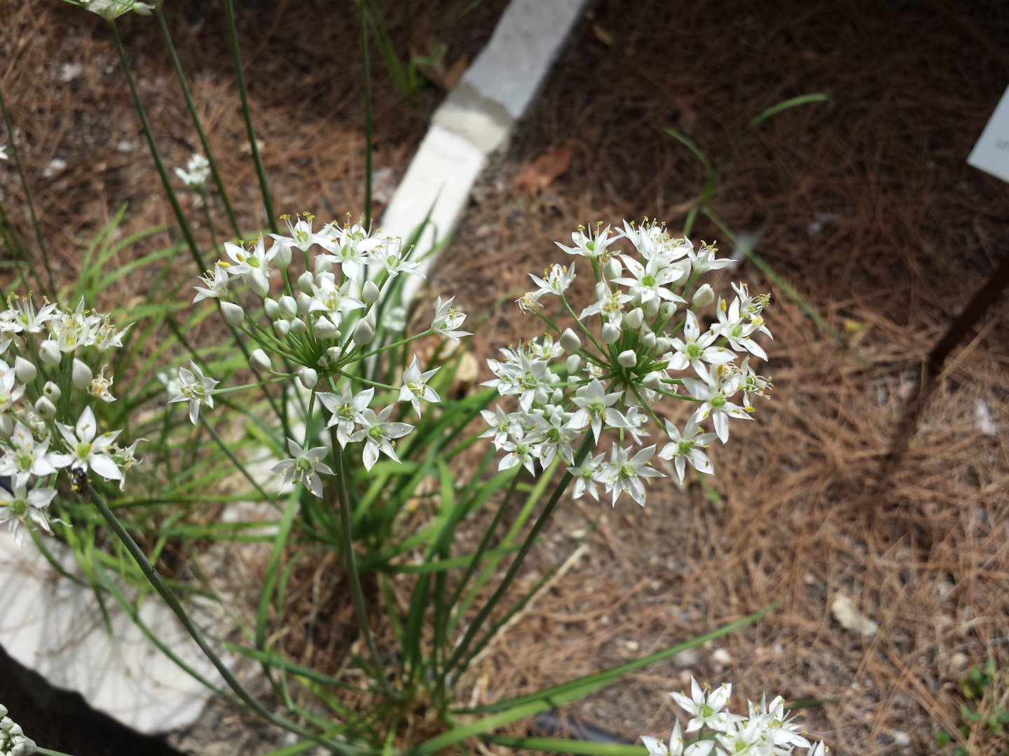 Diomedes's Botanical Garden