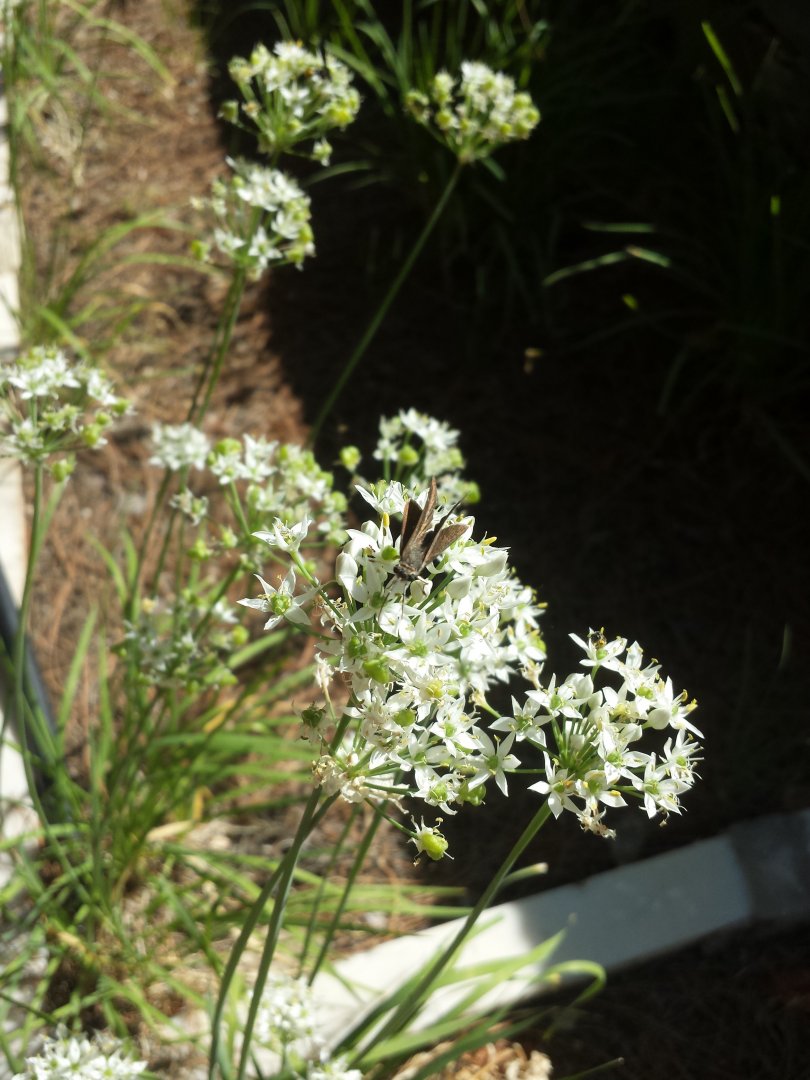 Diomedes's Botanical Garden