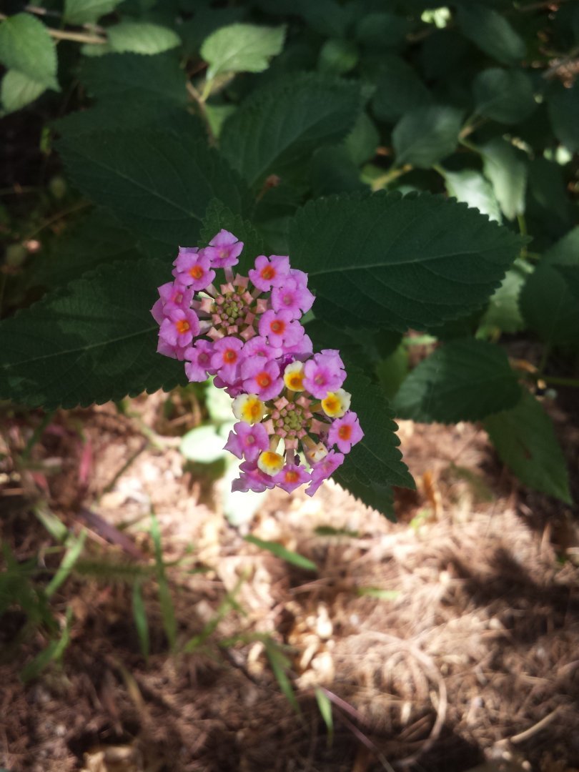Diomedes's Botanical Garden