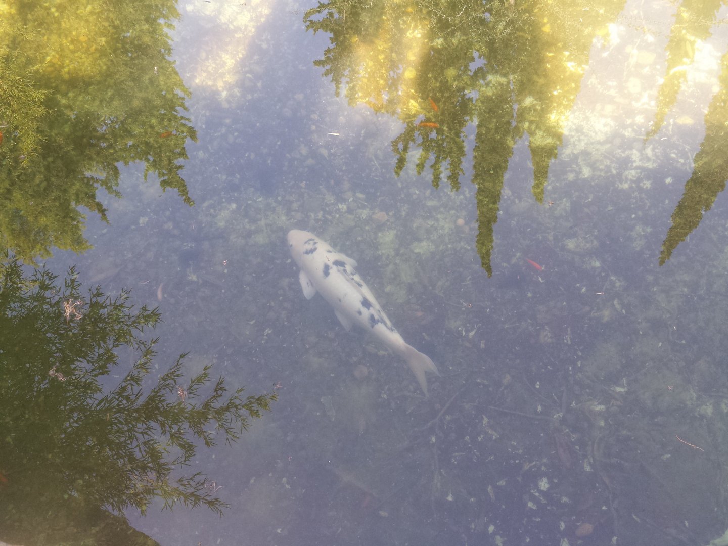 Diomedes's Botanical Garden