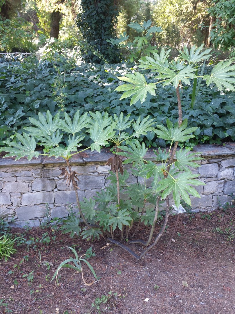Diomedes's Botanical Garden