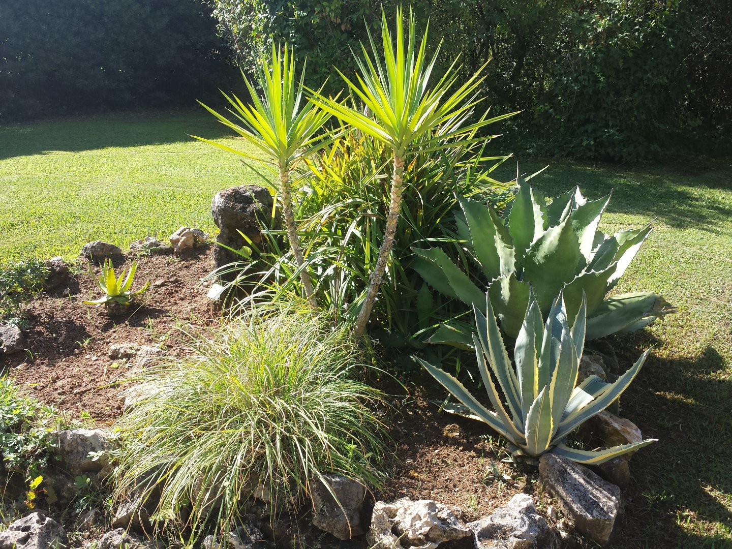 Diomedes's Botanical Garden