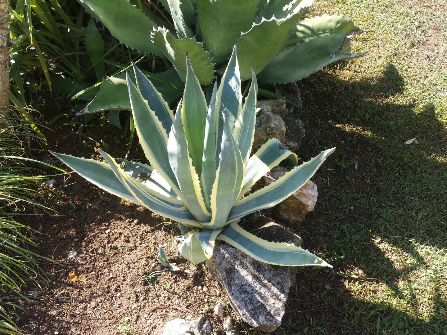 Diomedes's Botanical Garden