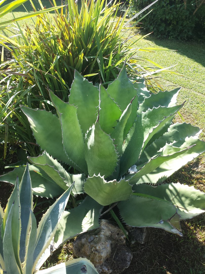 Diomedes's Botanical Garden