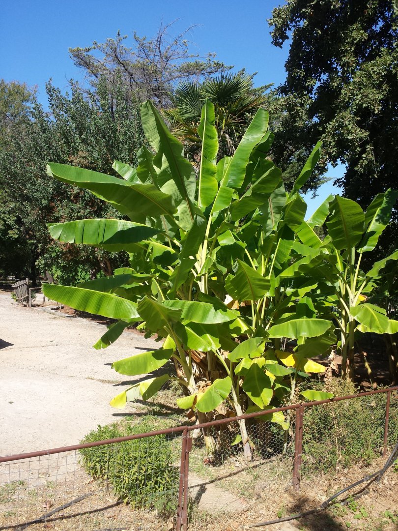 Diomedes's Botanical Garden