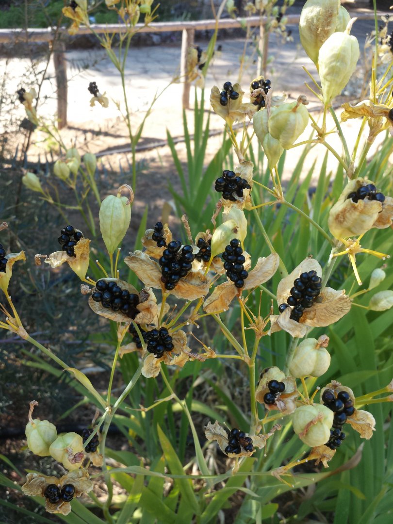 Diomedes's Botanical Garden