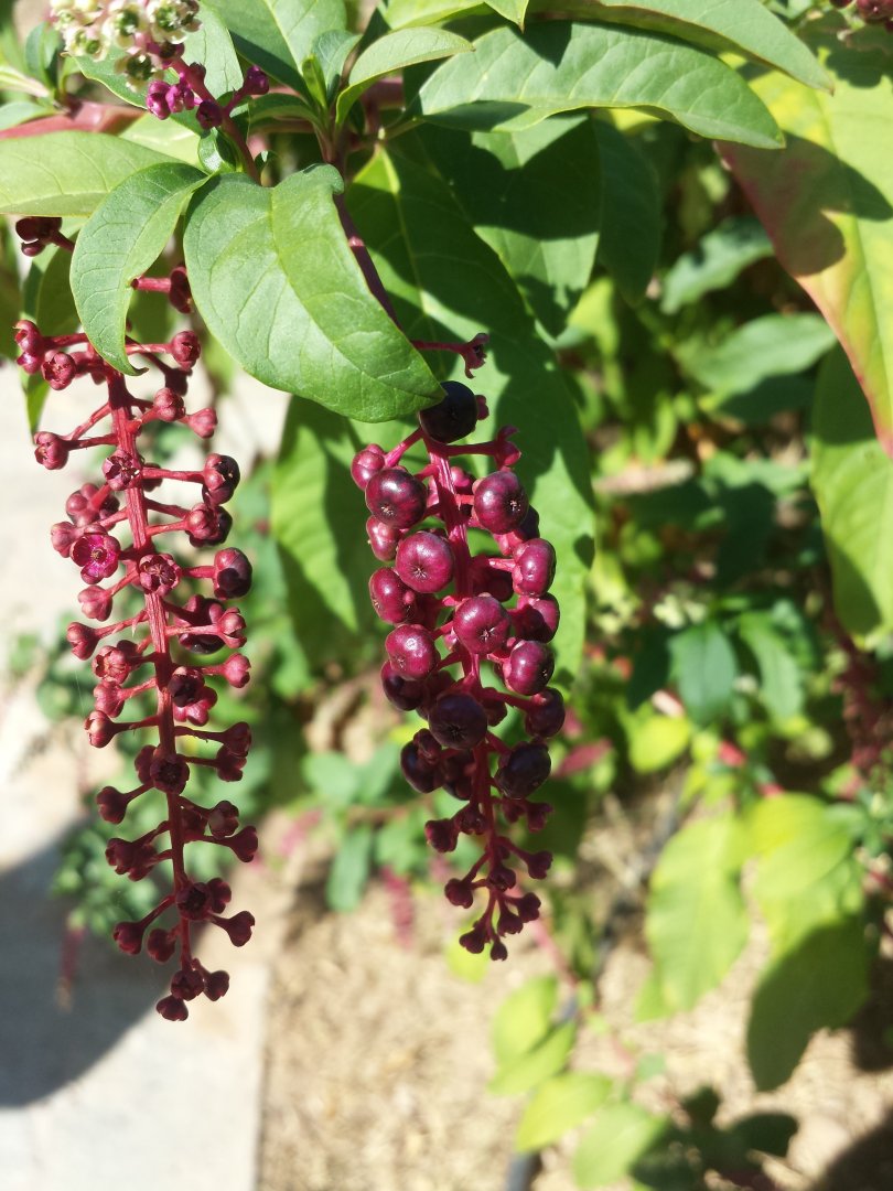 Diomedes's Botanical Garden