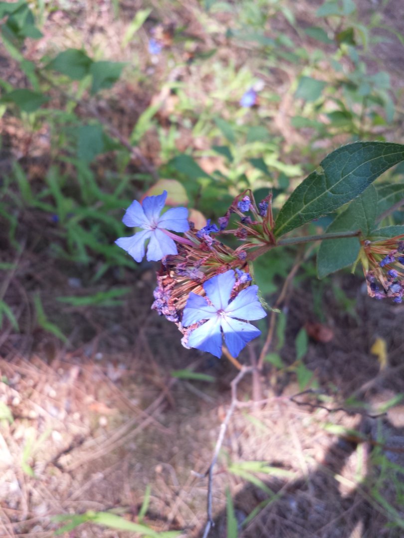 Diomedes's Botanical Garden
