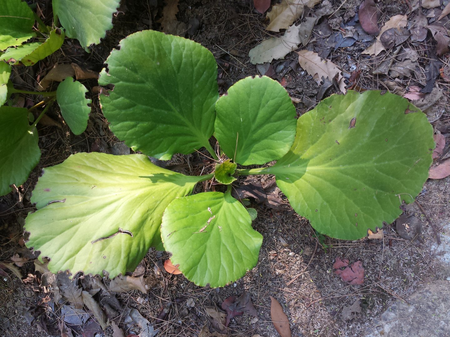 Diomedes's Botanical Garden
