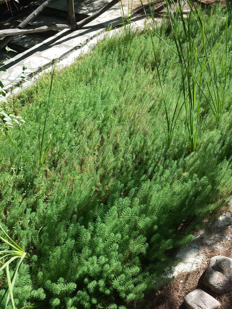 Diomedes's Botanical Garden