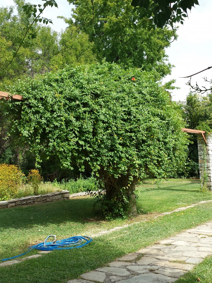 Diomedes's Botanical Garden