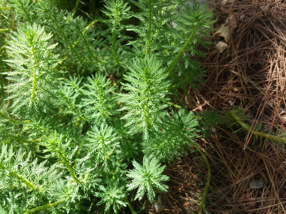 Diomedes's Botanical Garden