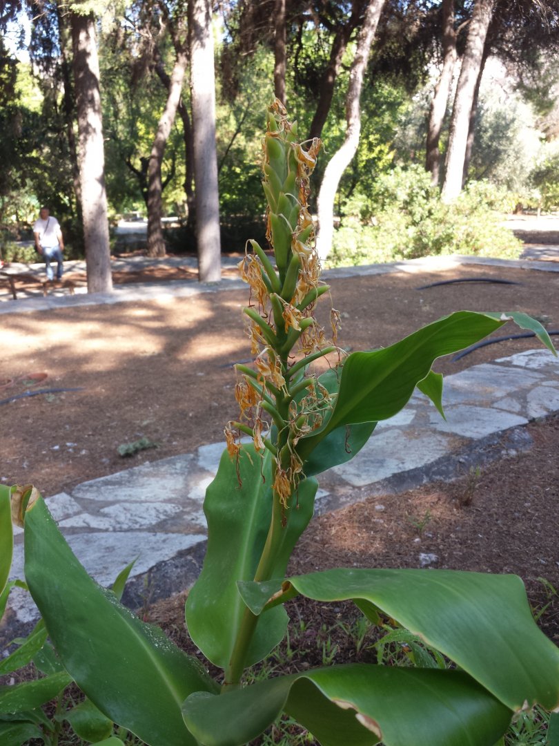 Diomedes's Botanical Garden