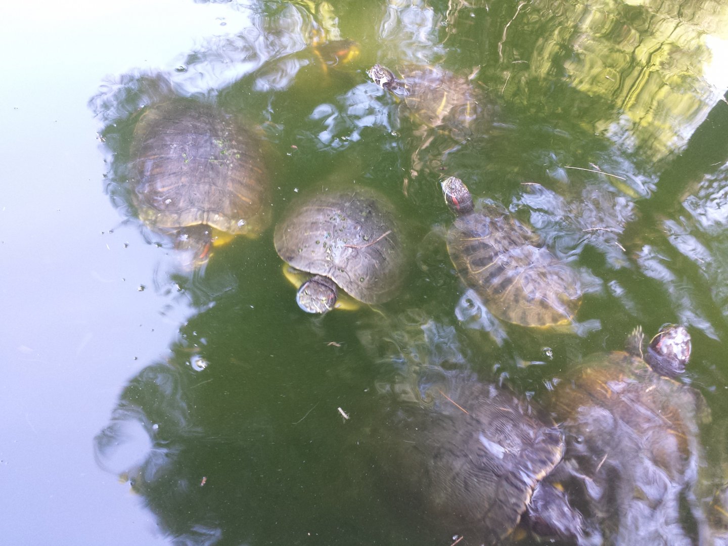 Diomedes's Botanical Garden