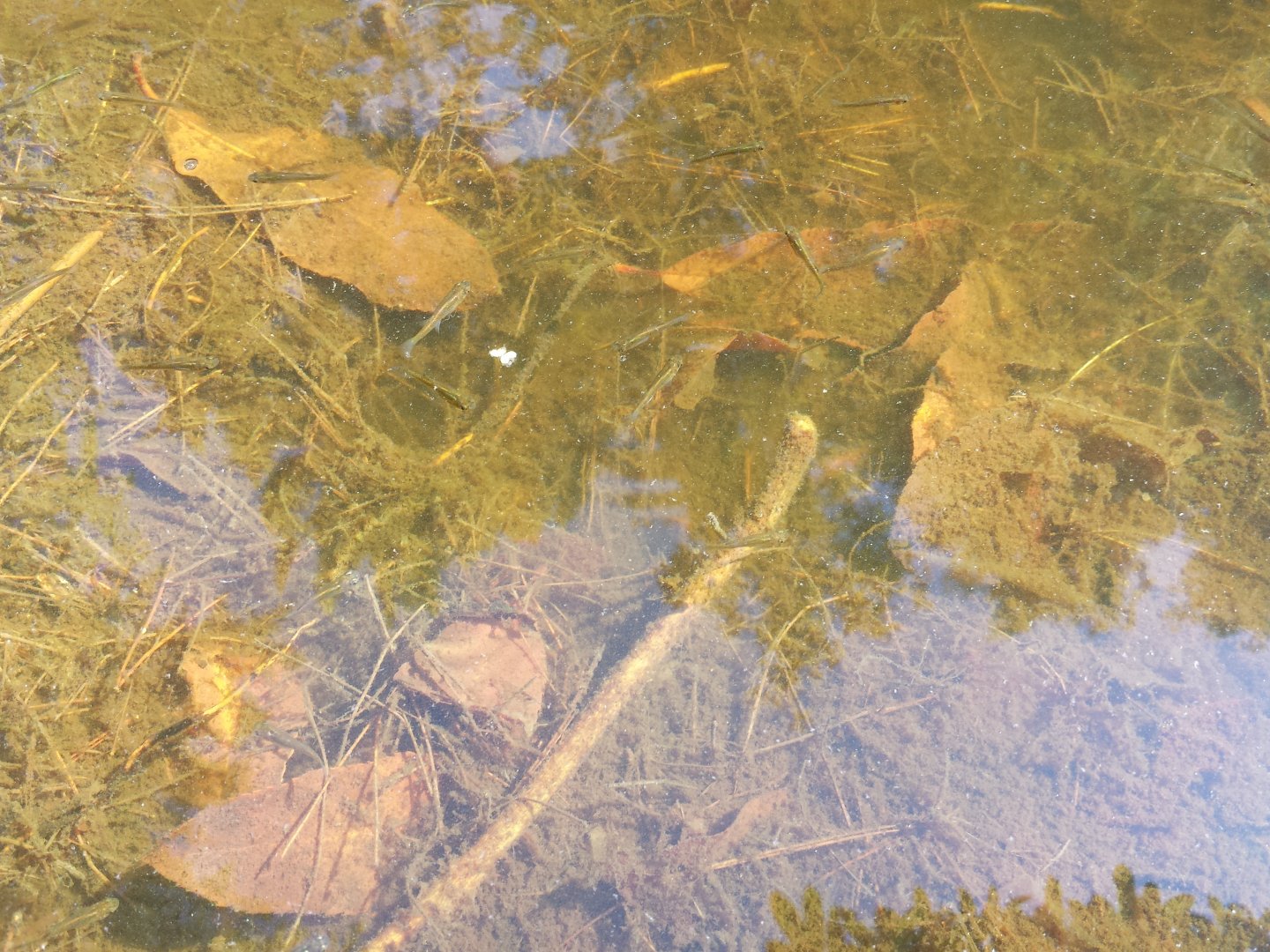 Diomedes's Botanical Garden