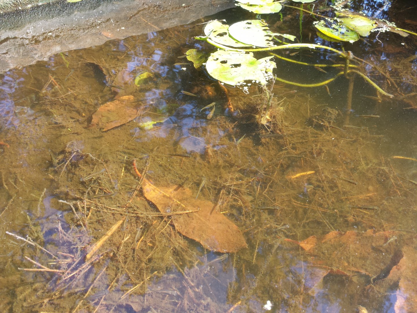 Diomedes's Botanical Garden