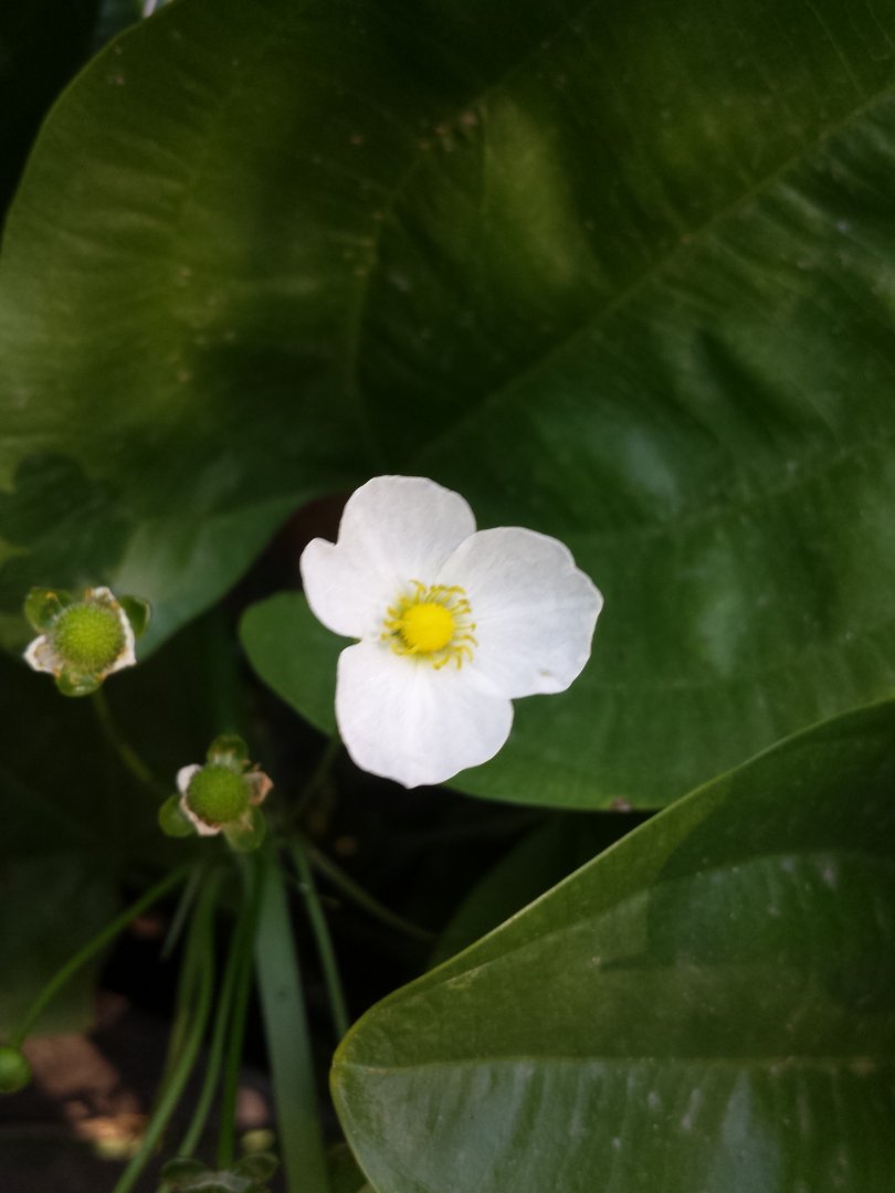 Diomedes's Botanical Garden