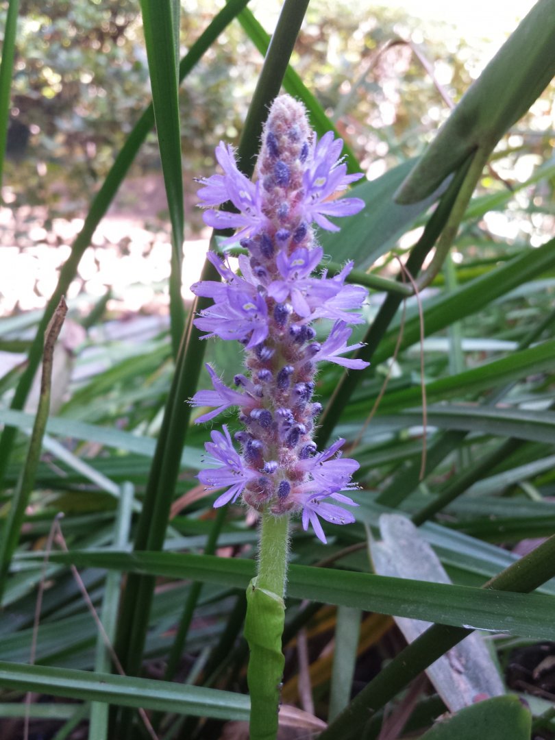 Diomedes's Botanical Garden