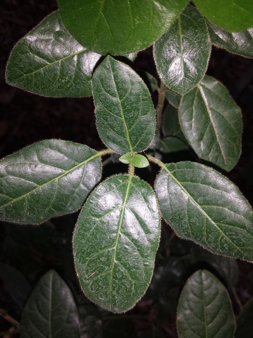 Diomedes's Botanical Garden