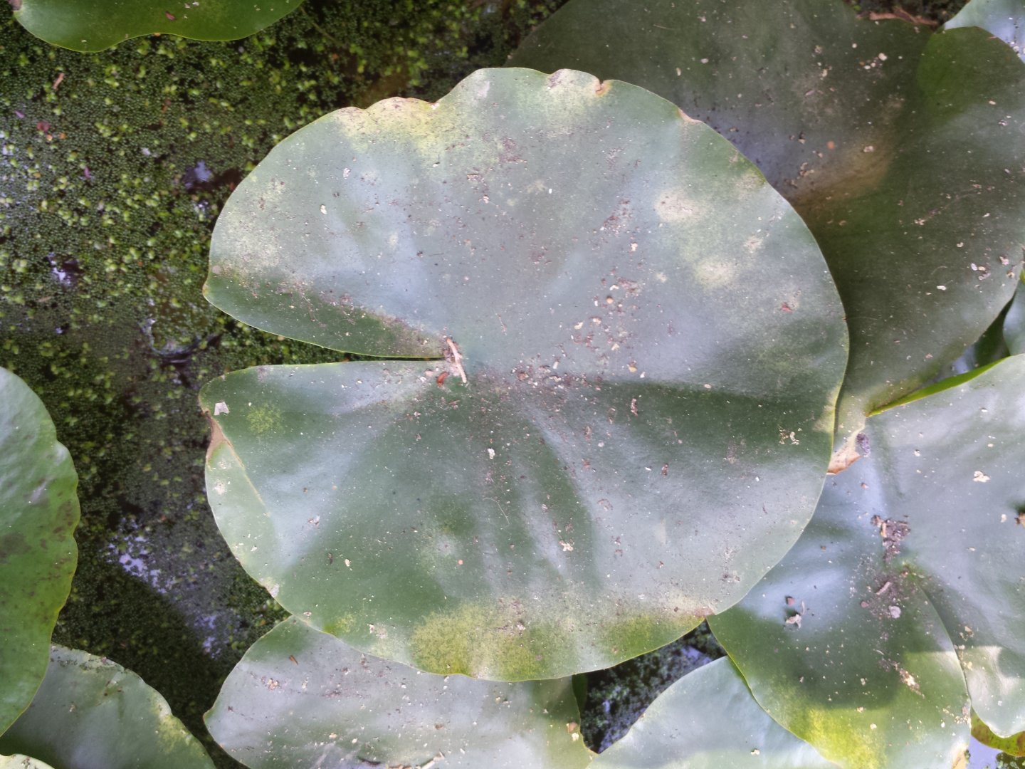 Diomedes's Botanical Garden