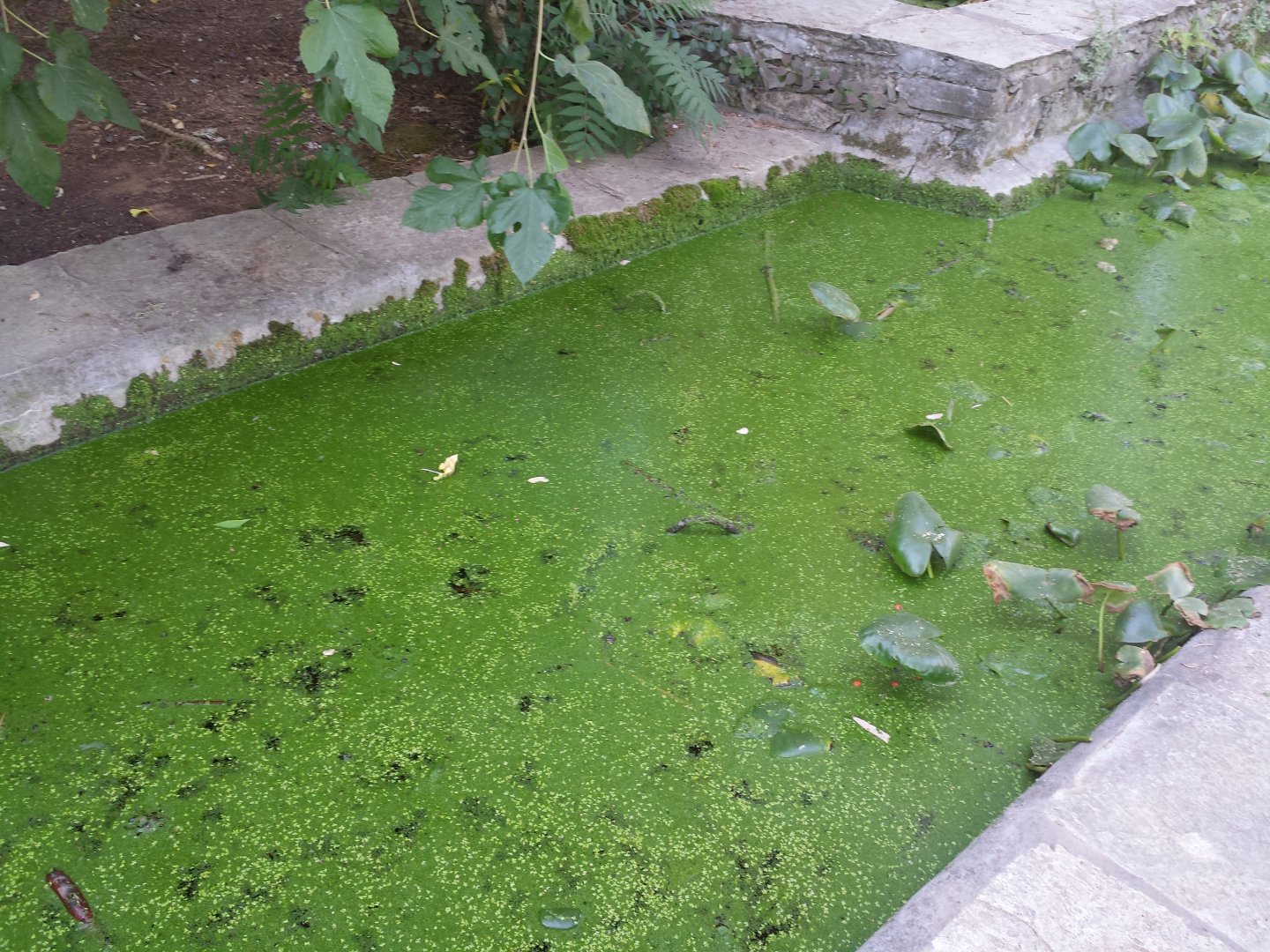 Diomedes's Botanical Garden