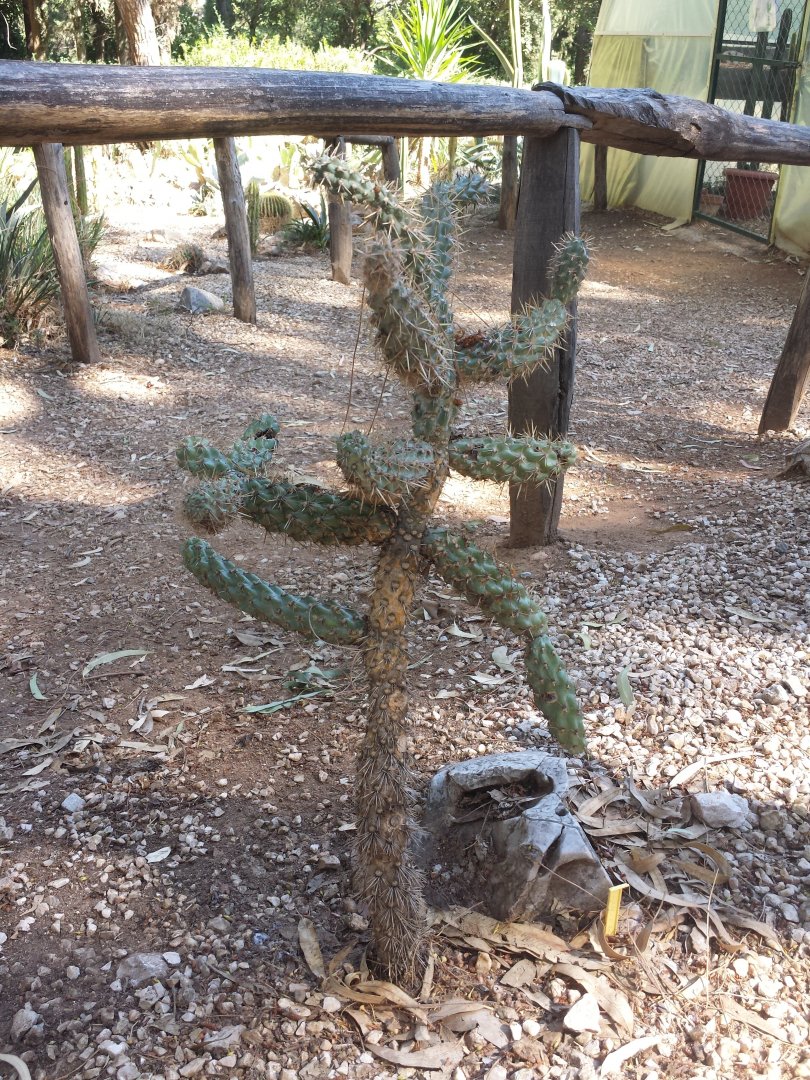 Diomedes's Botanical Garden