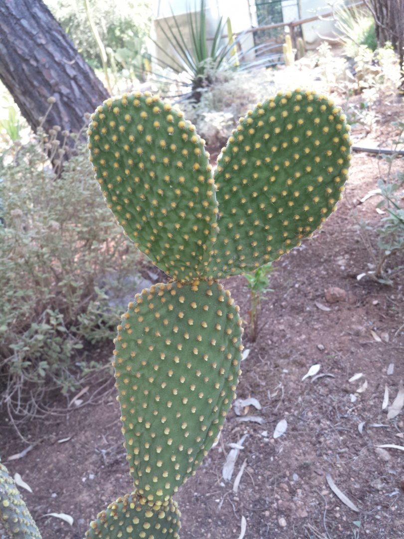 Diomedes's Botanical Garden