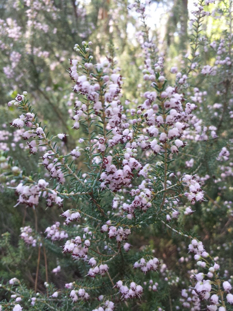 Diomedes's Botanical Garden