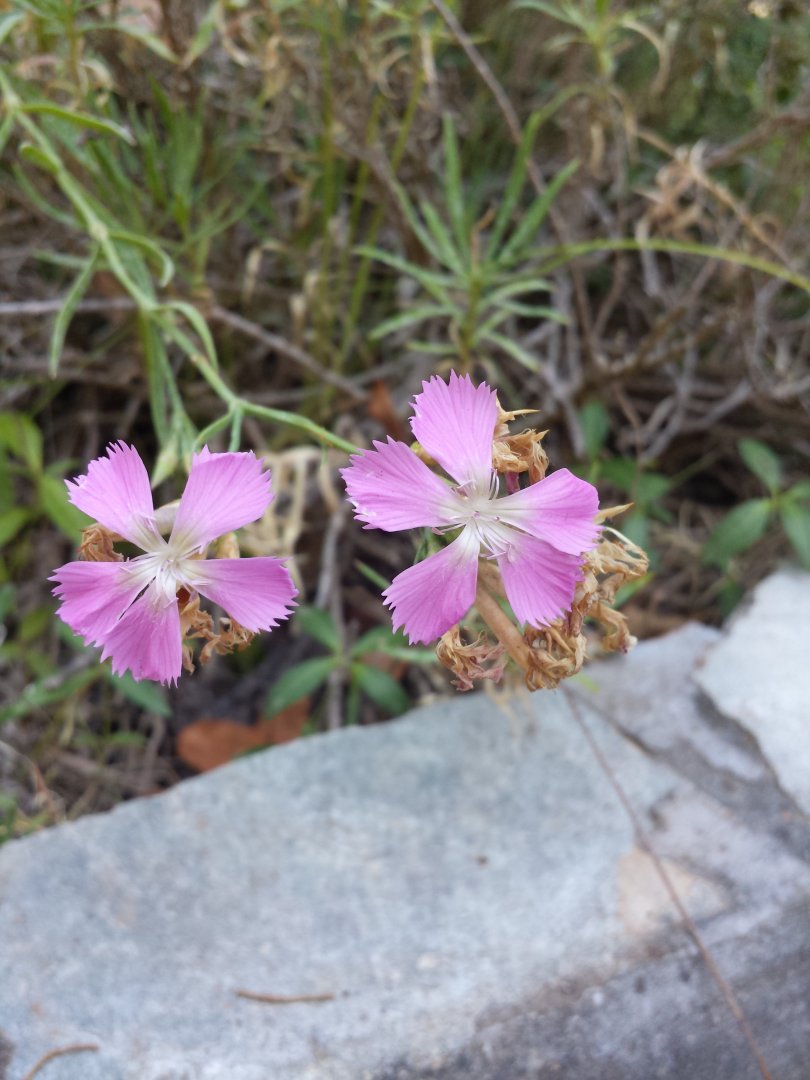 Diomedes's Botanical Garden