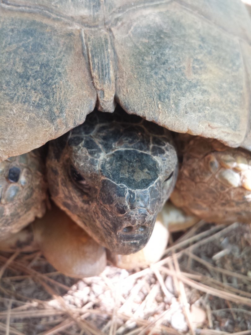 Diomedes's Botanical Garden