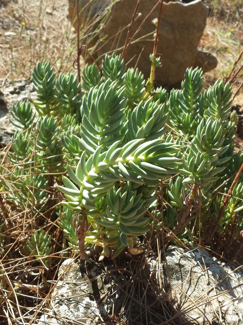 Diomedes's Botanical Garden