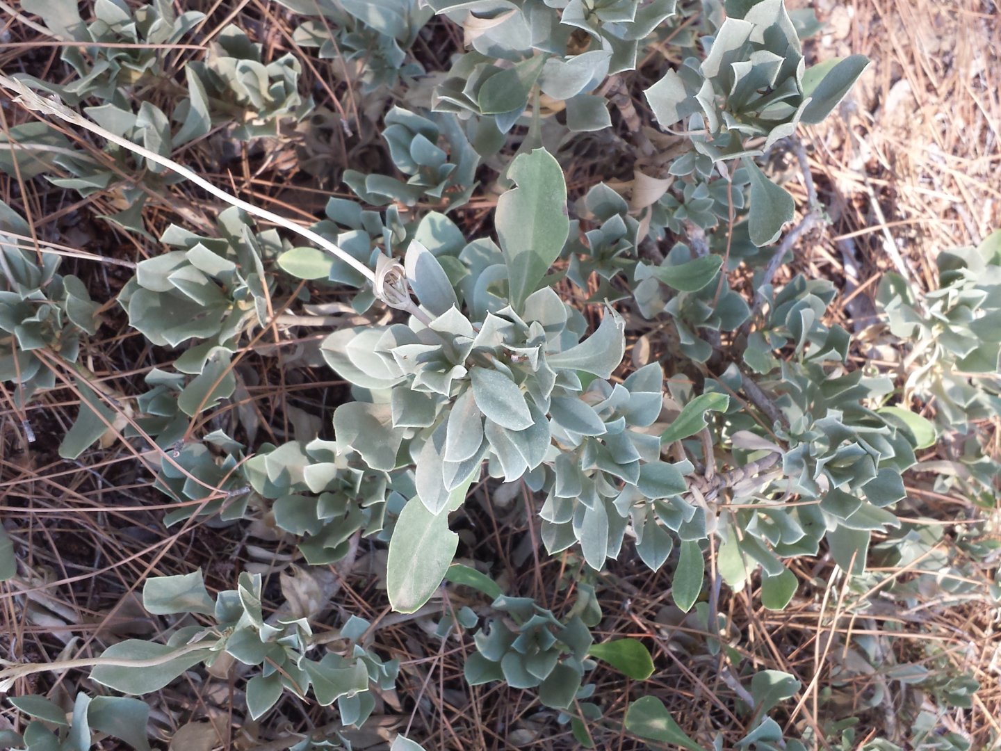 Diomedes's Botanical Garden