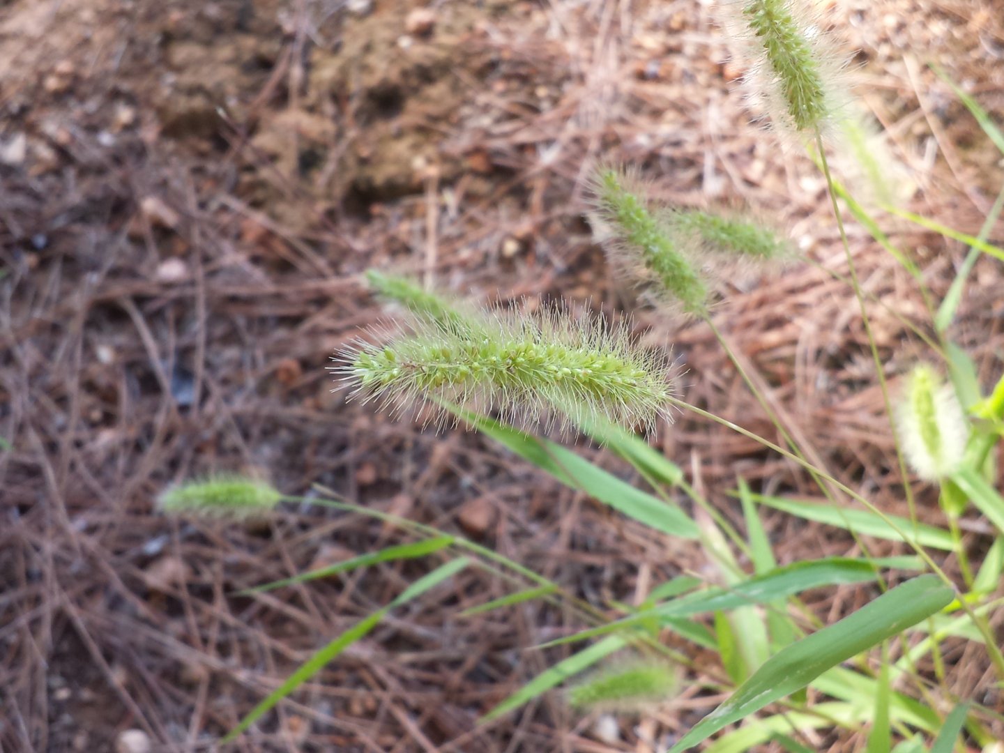 Diomedes's Botanical Garden