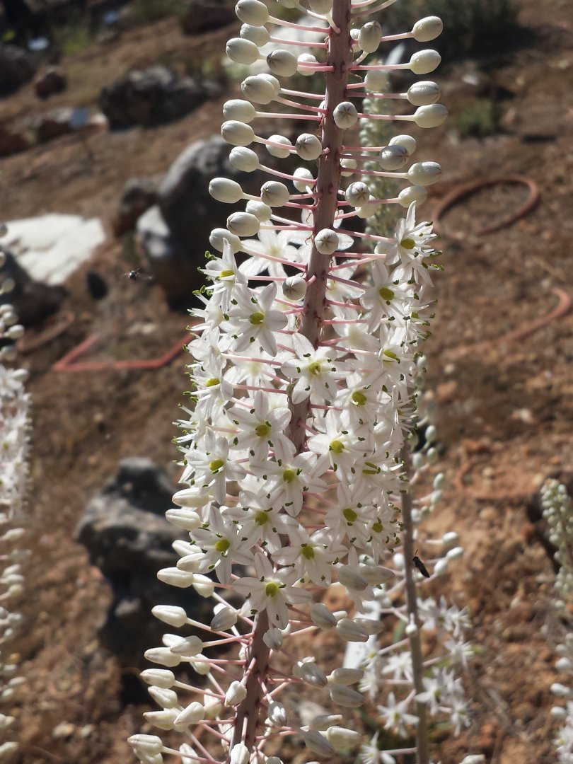 Diomedes's Botanical Garden