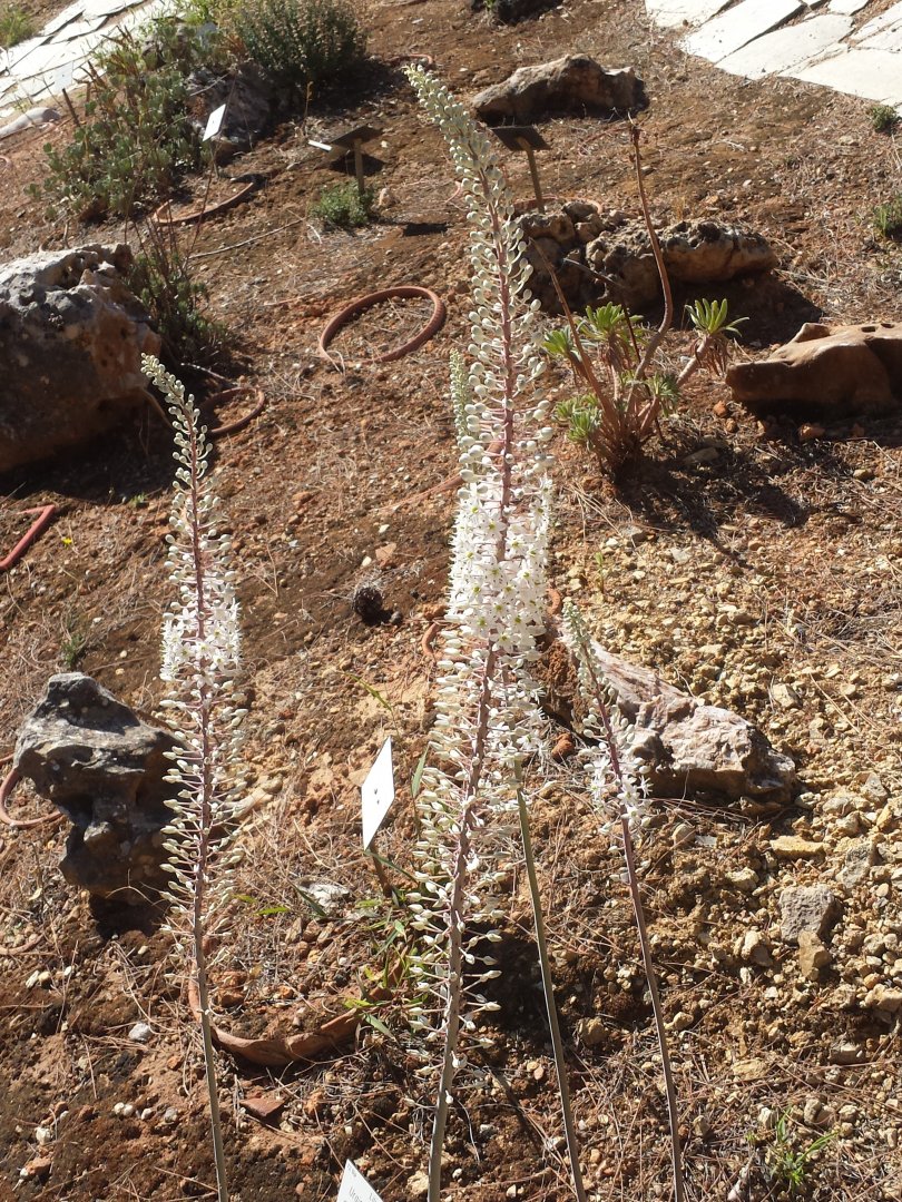 Diomedes's Botanical Garden