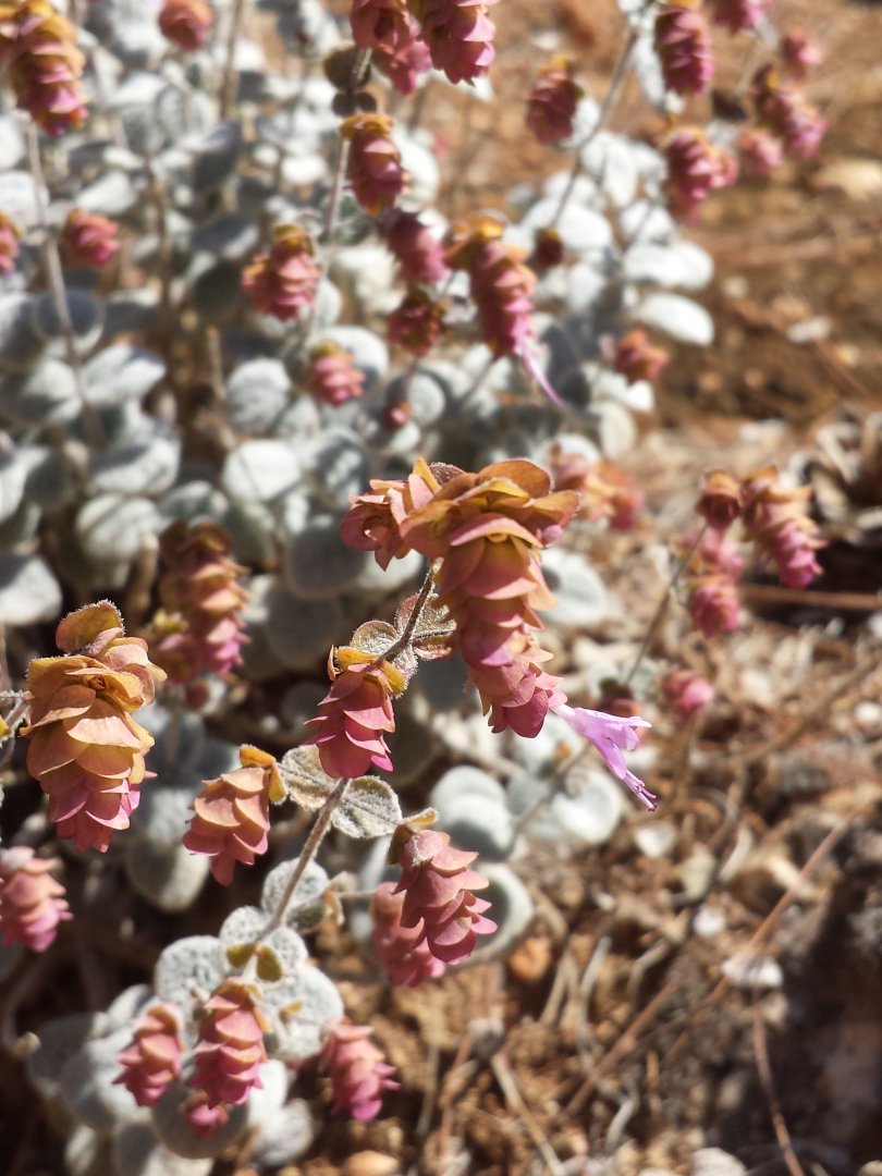 Diomedes's Botanical Garden