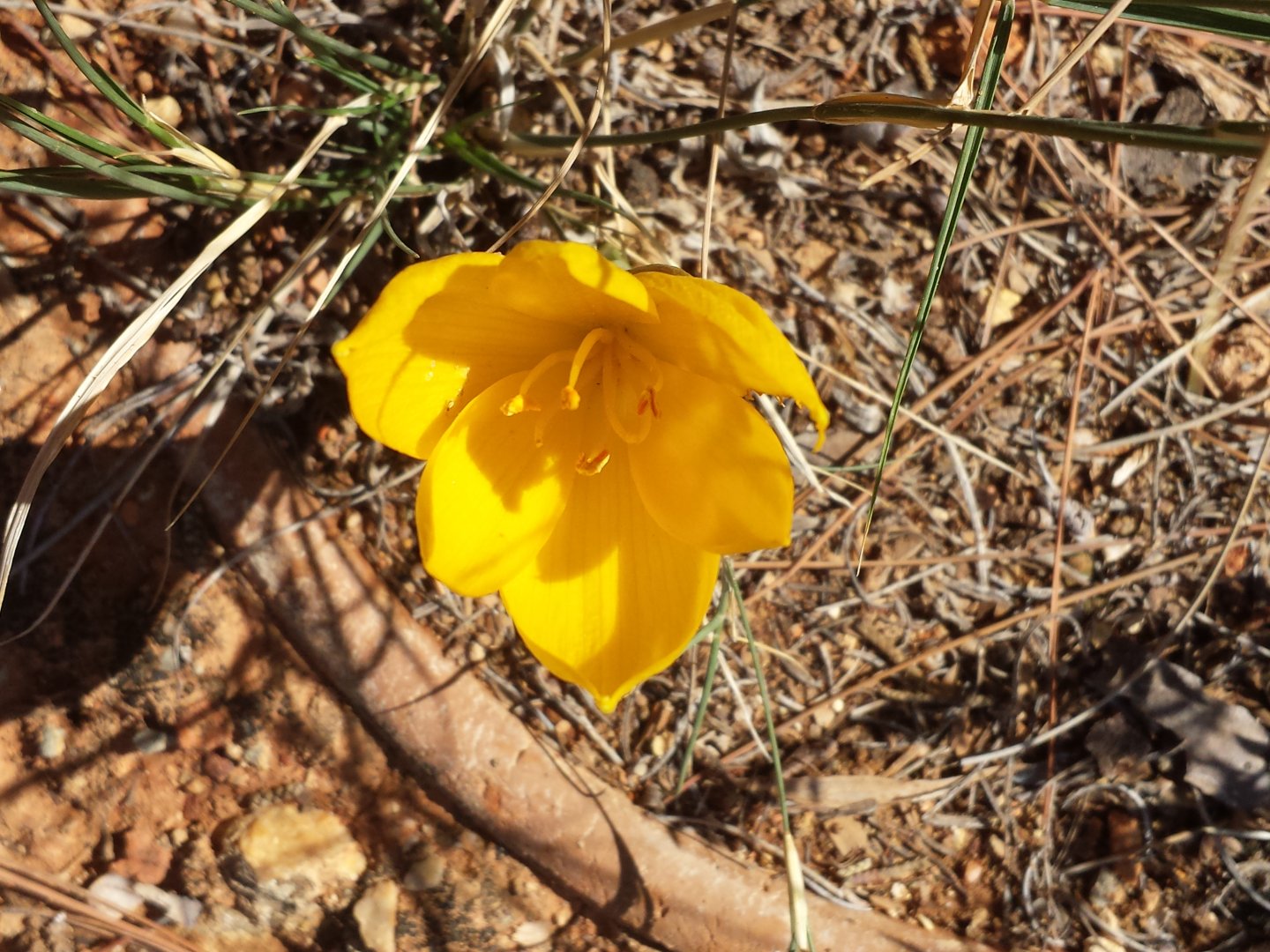 Diomedes's Botanical Garden