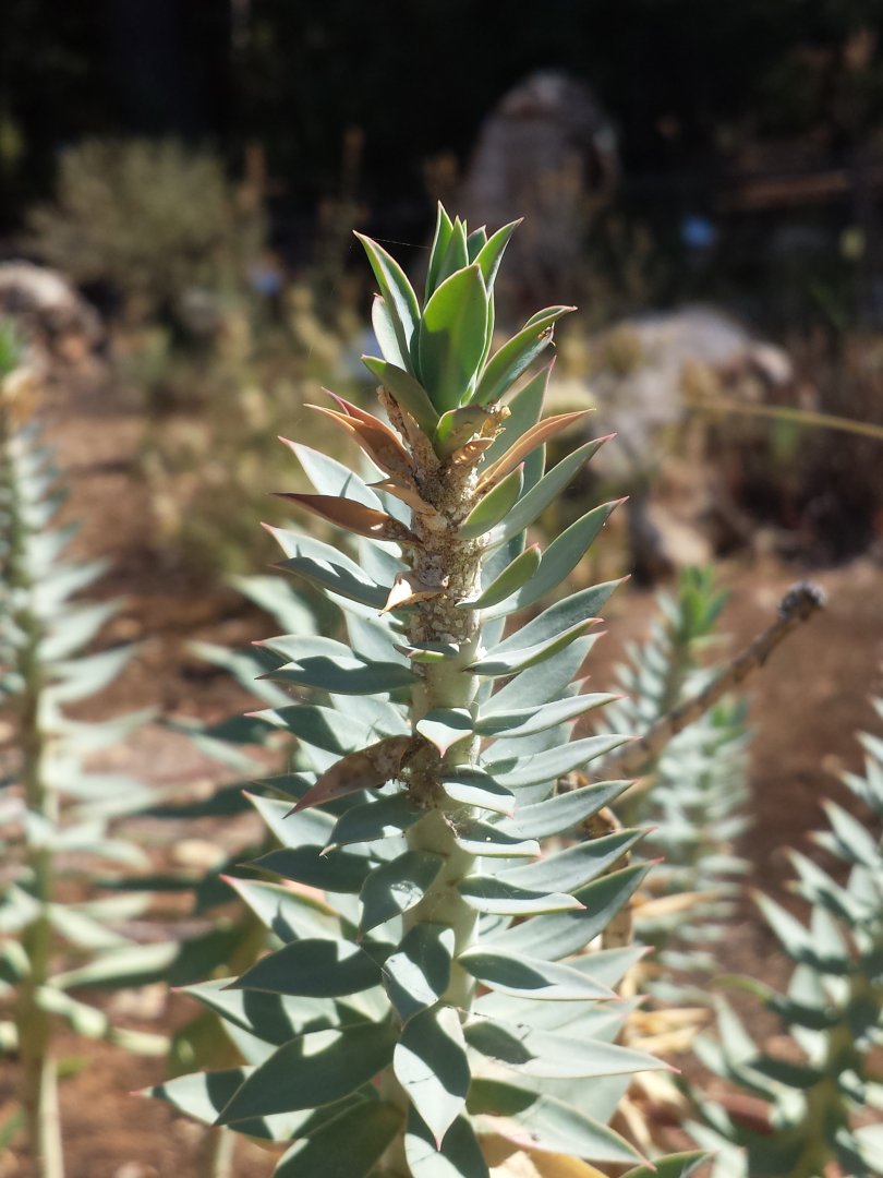 Diomedes's Botanical Garden