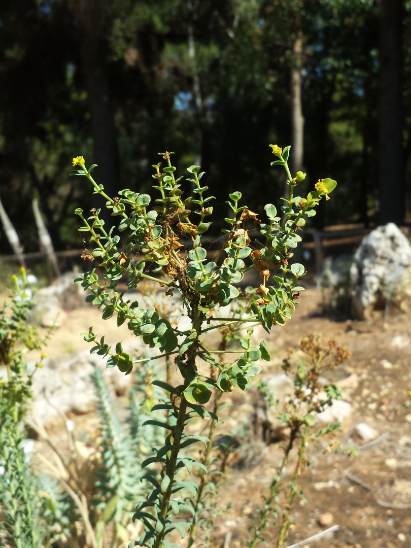 Diomedes's Botanical Garden
