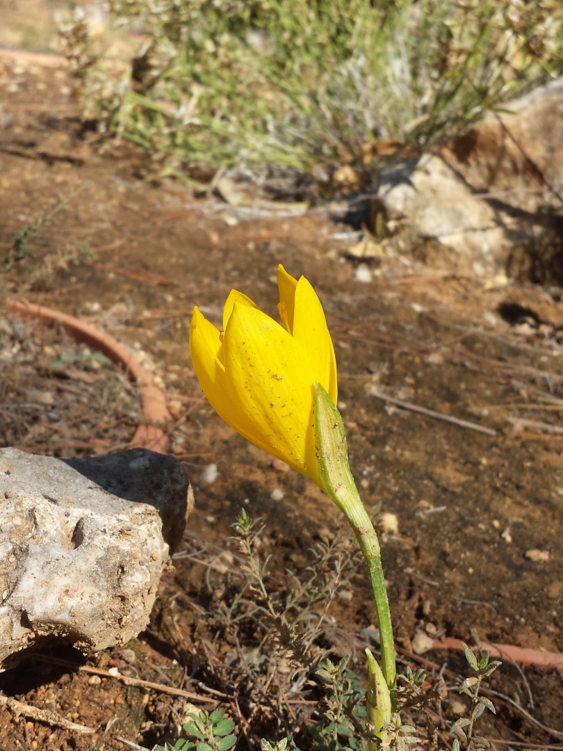 Diomedes's Botanical Garden
