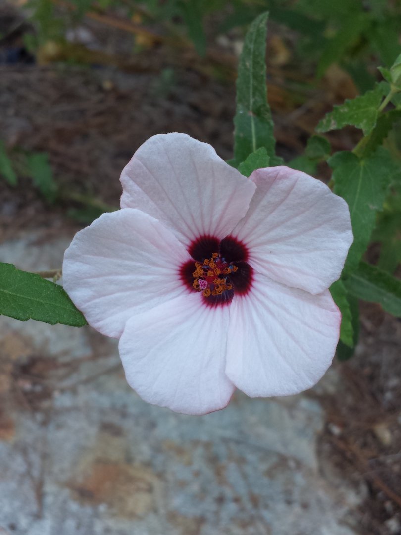 Diomedes's Botanical Garden