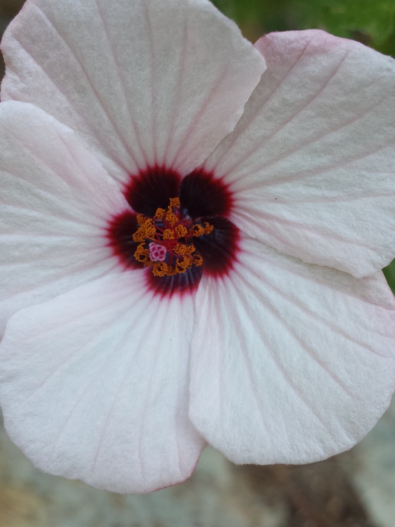 Diomedes's Botanical Garden